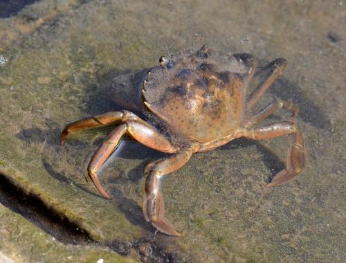 Carcinus aestuarii